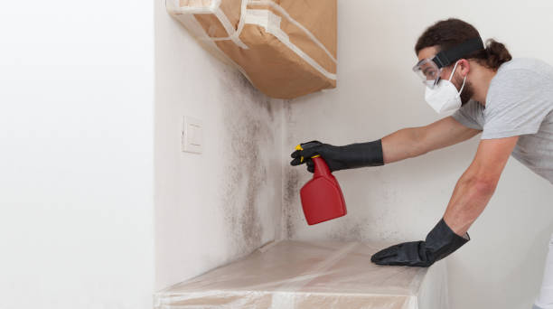 Professional Mold Cleanup technician working in Empire, MI