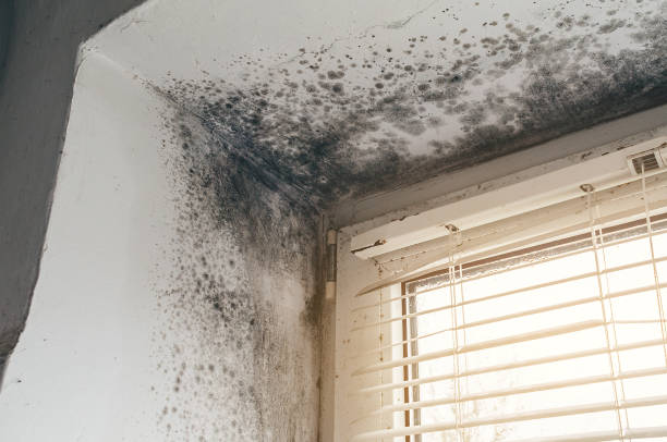 Affordable Mold Cleanup solutions in Empire, MI